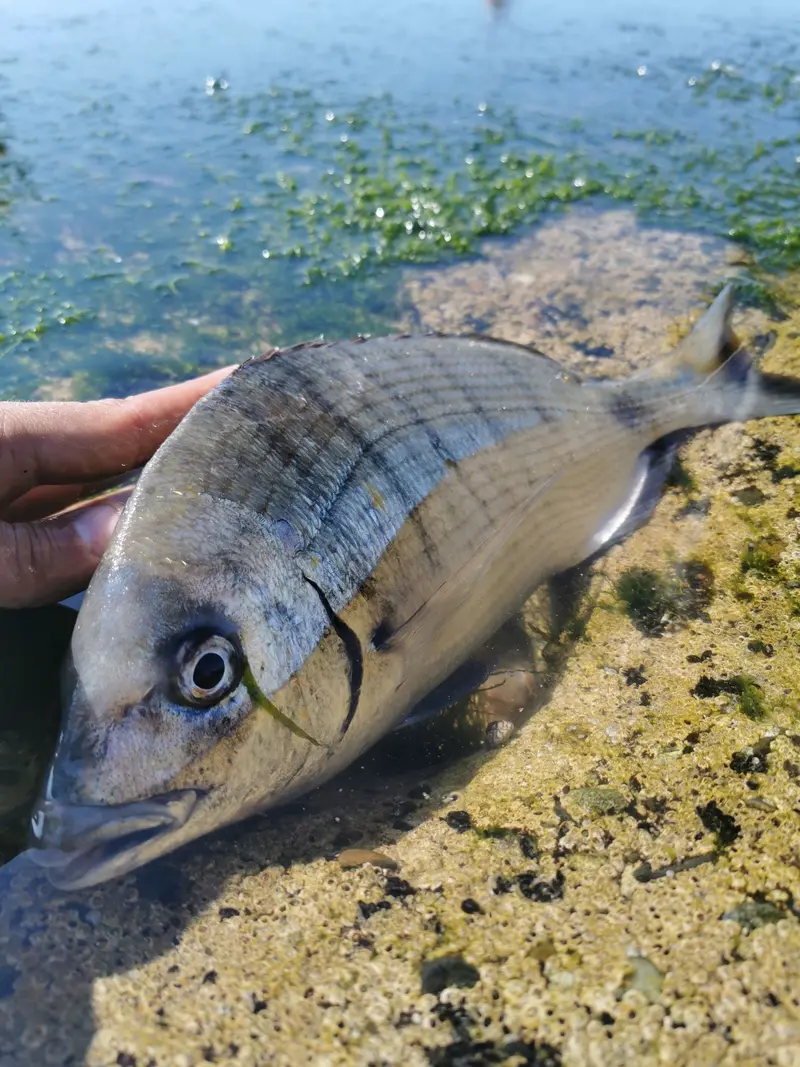 Pêche au Sar au Pays Basque