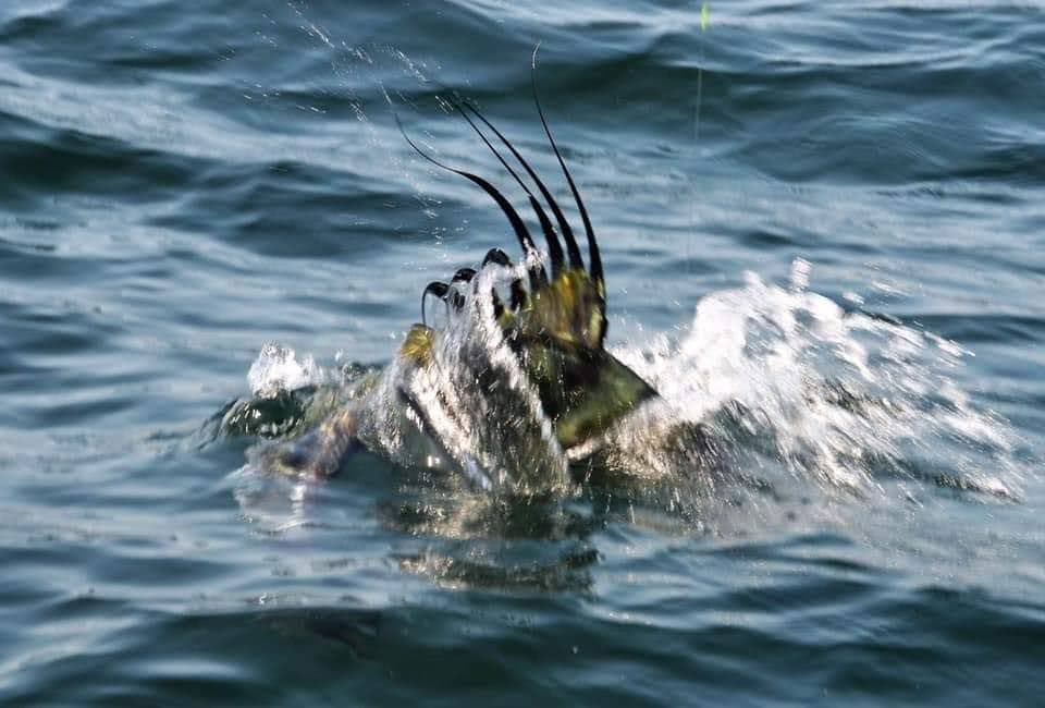 Prise de pêche au Panama