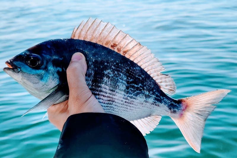 Pêche au Daurade au Pays Basque