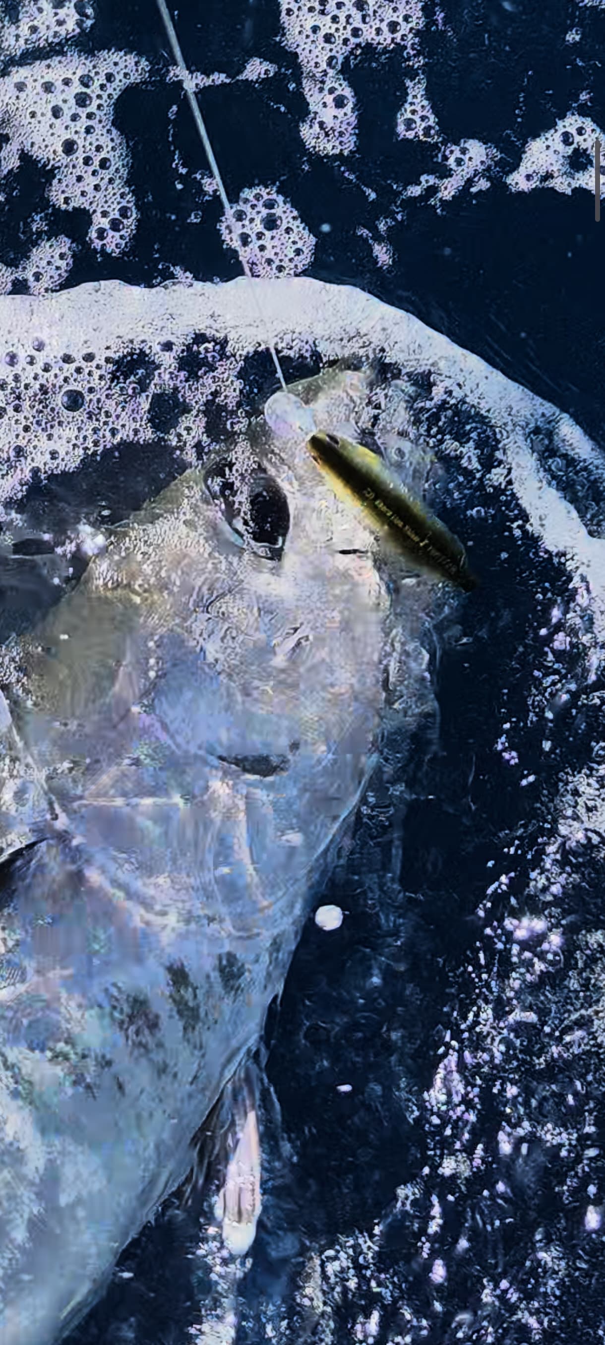 Casting au popper sur chasse de thon rouge — Pays Basque