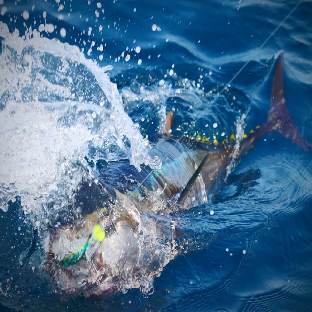 Pêche au thon rouge au popper dans le Golfe de Gascogne