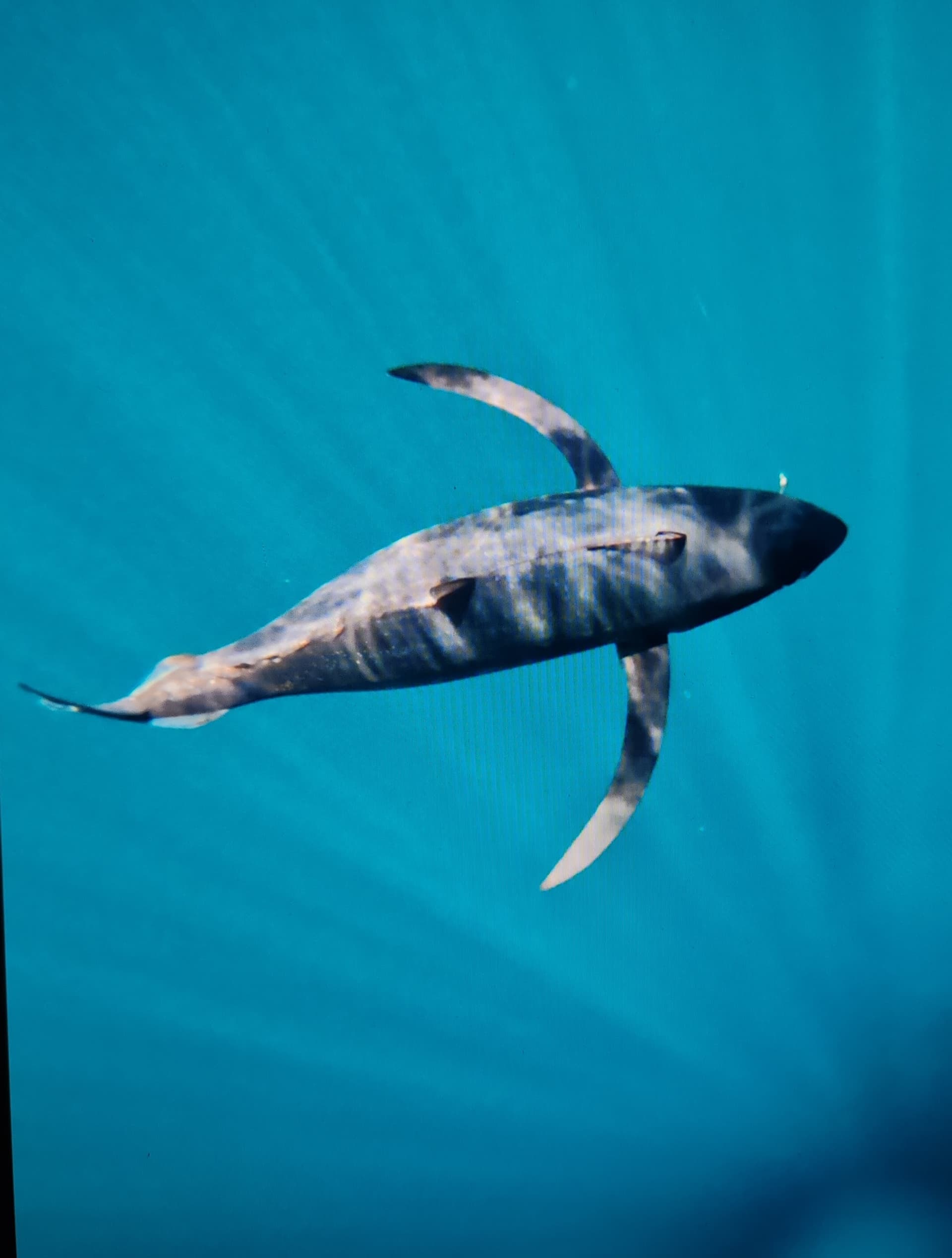 Remise à l'eau d'un thon rouge — Pêche no-kill Pays Basque