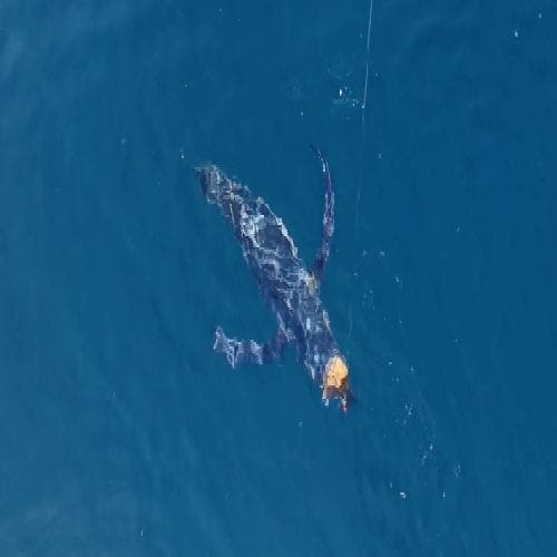 Pêche du thon rouge à la traîne dans le Golfe de Gascogne