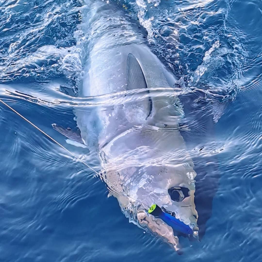 Chasse de thon rouge en surface au popper